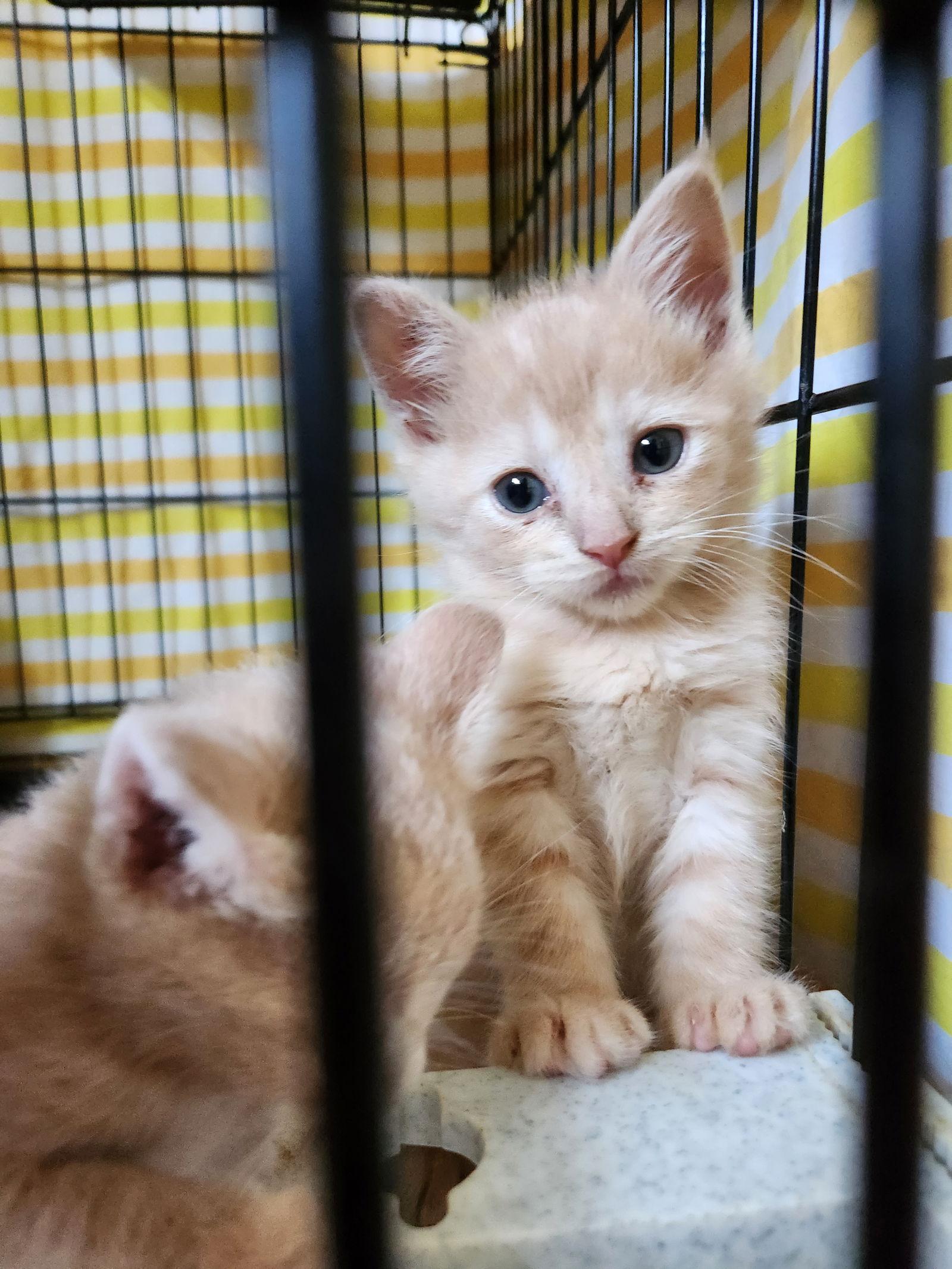 Enlarge Clover, a Adoptable mixed breed in Furlong, PA image 1/3