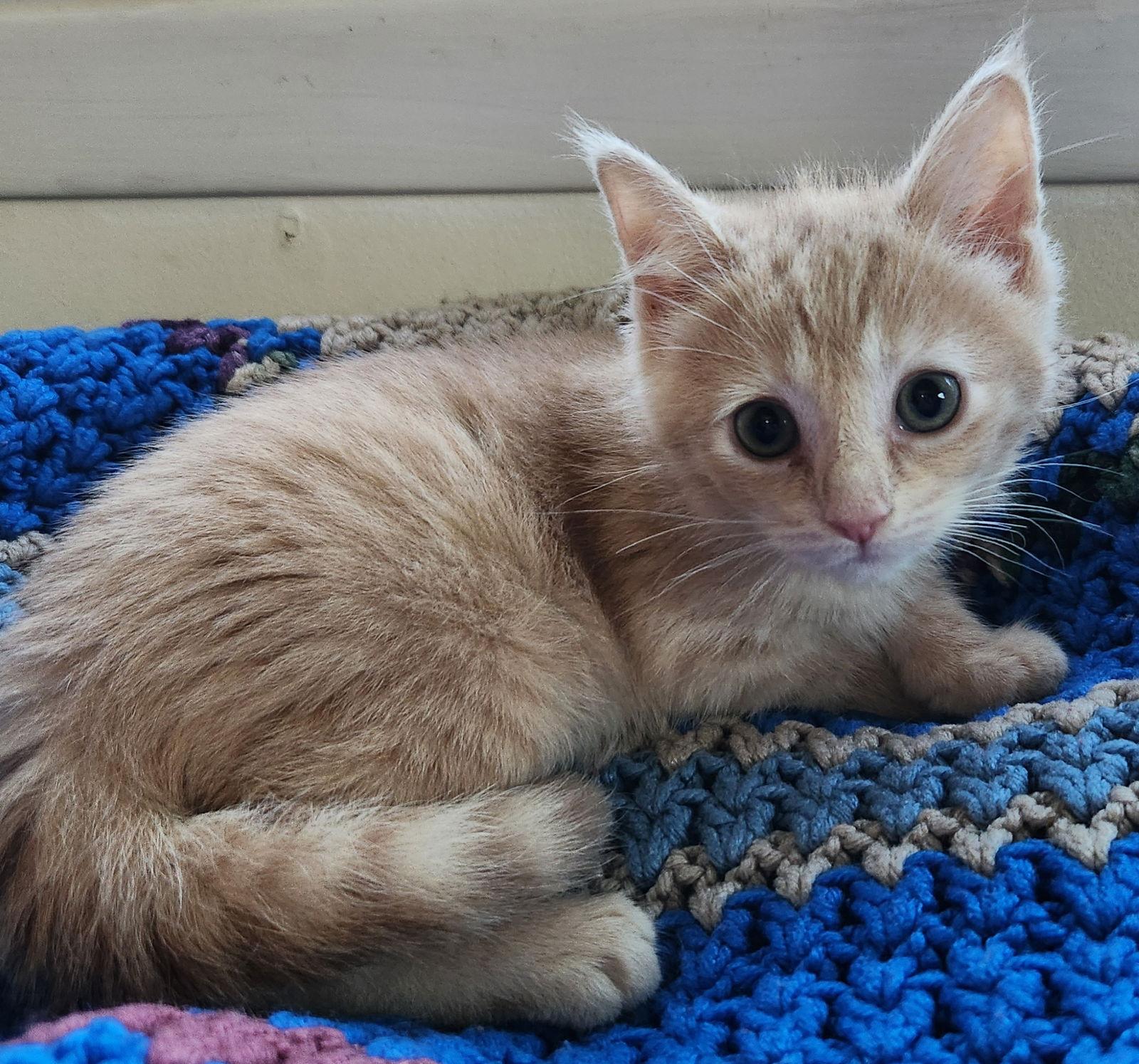 Enlarge Clover, a Adoptable mixed breed in Furlong, PA image 2/3