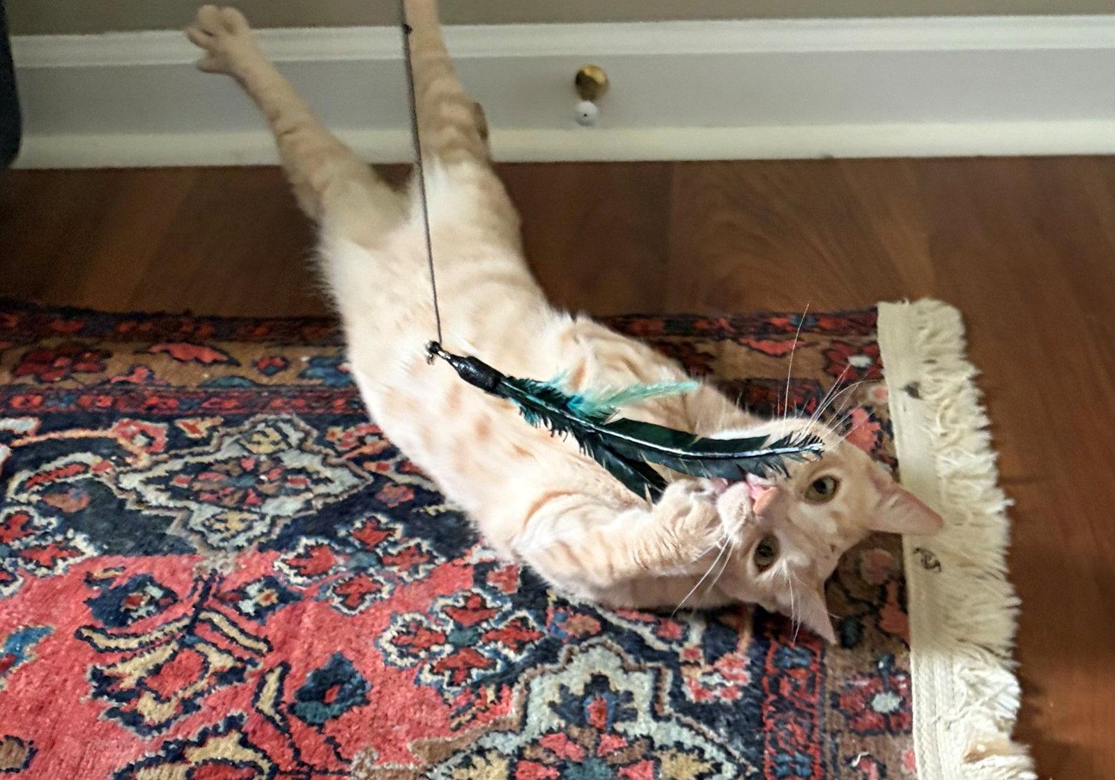 Clover, Adoptable, Young Female Domestic Short Hair & Tabby.