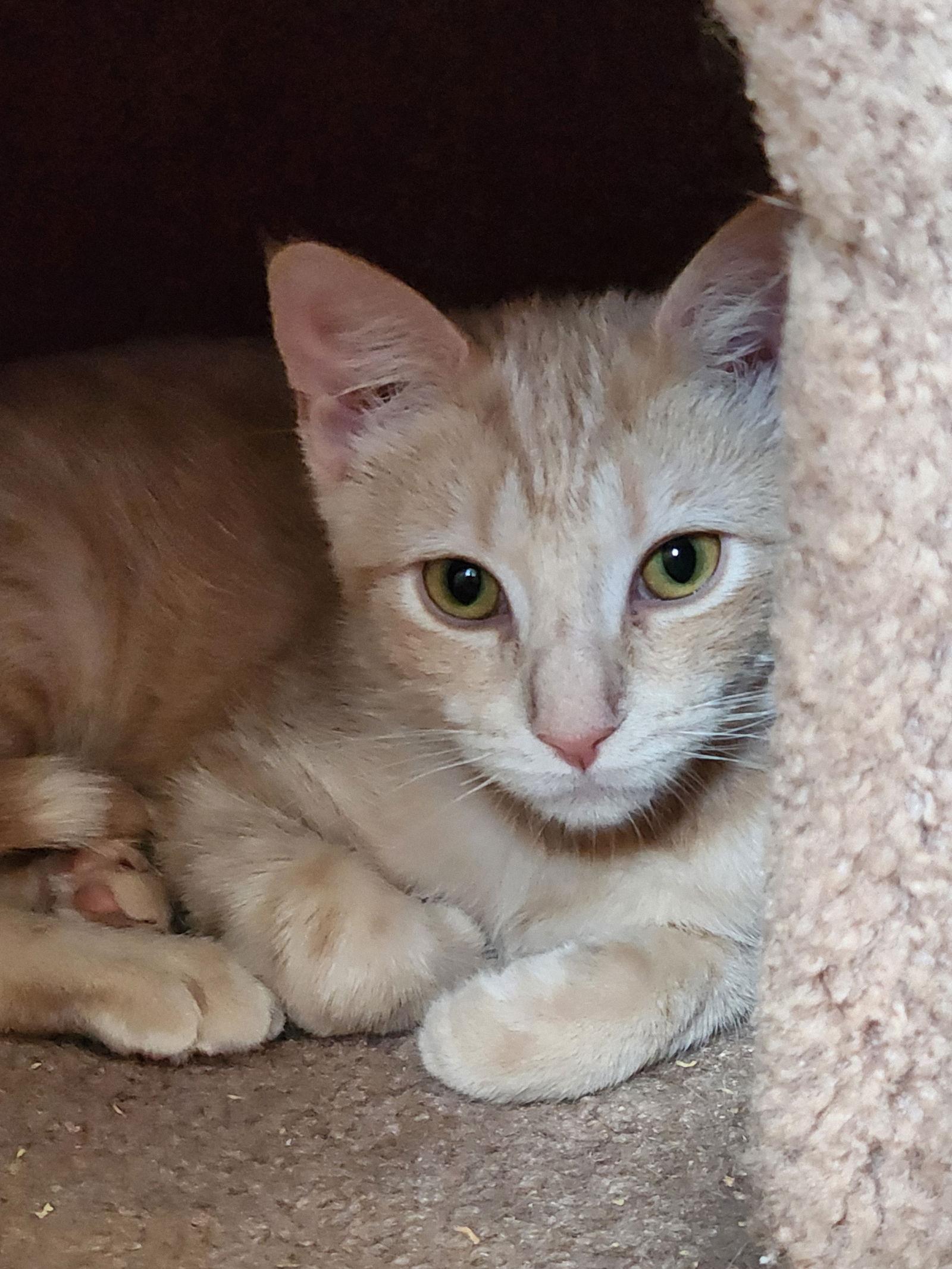 Enlarge Clover, a Adoptable mixed breed in Furlong, PA image 3/3