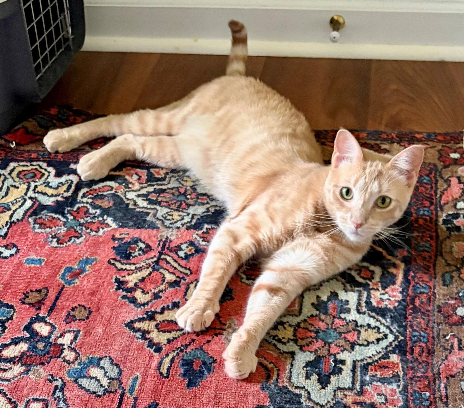 Enlarge Clover, a Adoptable mixed breed in Furlong, PA image 2/3