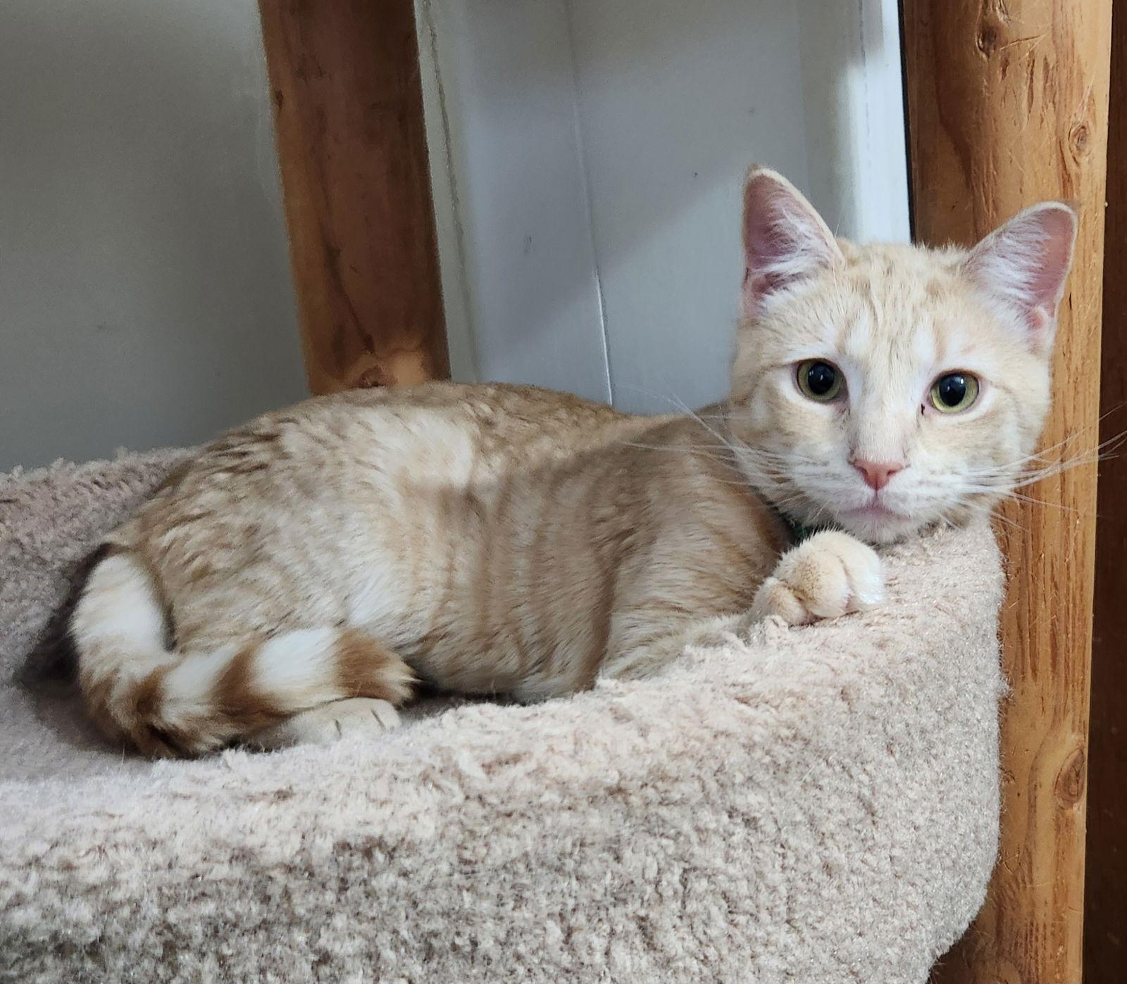 Enlarge Clover, a Adoptable mixed breed in Furlong, PA image 3/3