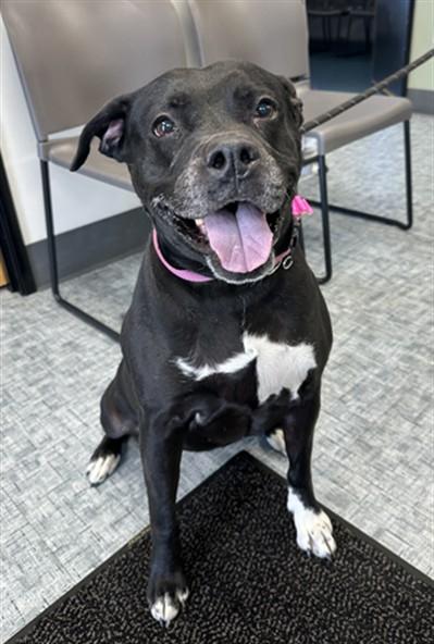 NALA, Adoptable, Adult Female Pit Bull Terrier & Labrador Retriever.