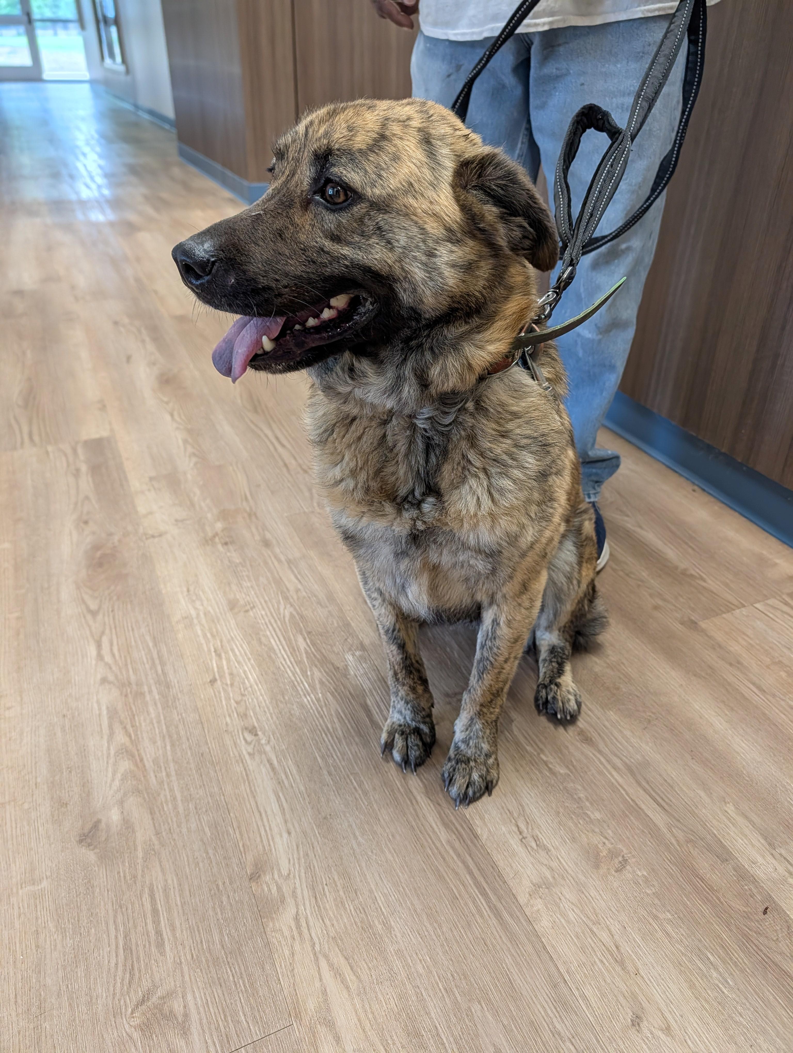 Enlarge Mella, a ADOPTABLE mixed breed in Winnsboro, TX image 1/1