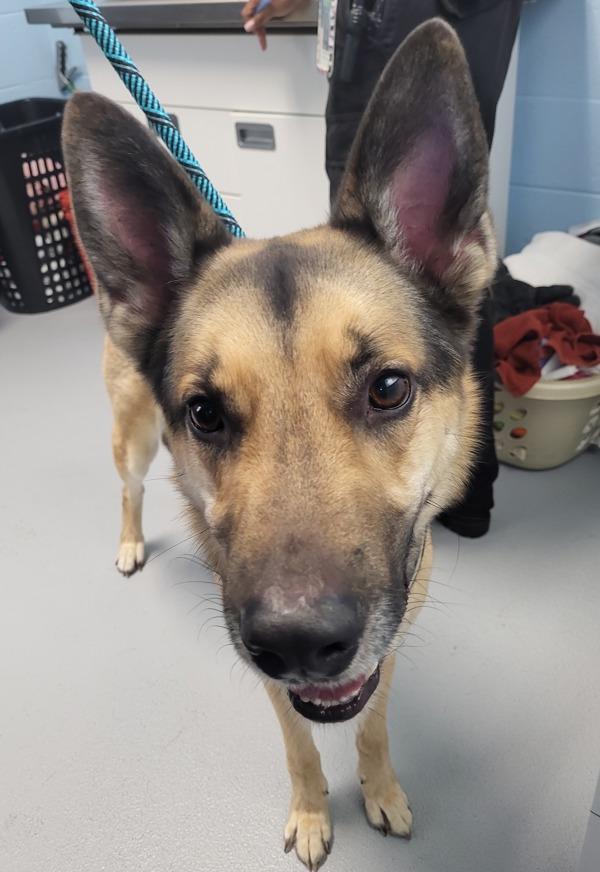 Pen 138c Zorro, Adoptable, Adult Male German Shepherd Dog.