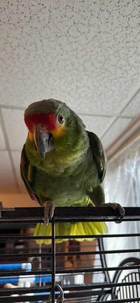 Enlarge Georgie, a Adopted Amazon in West Mifflin, PA image 1/1