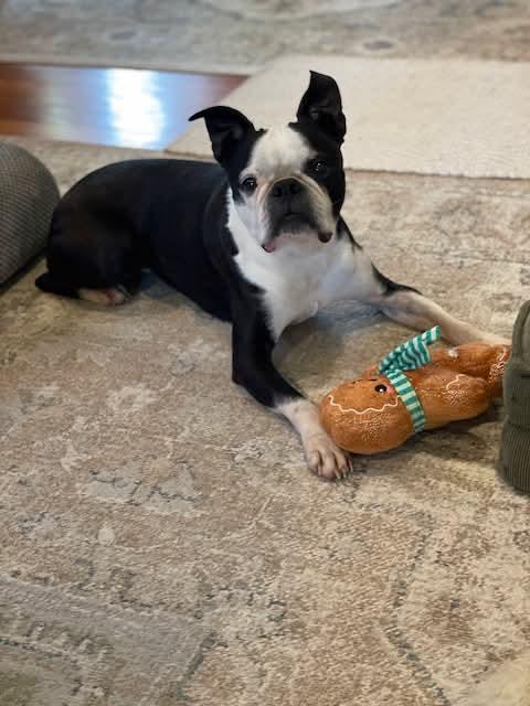 Jake, adopted, Adult Male Boston Terrier.
