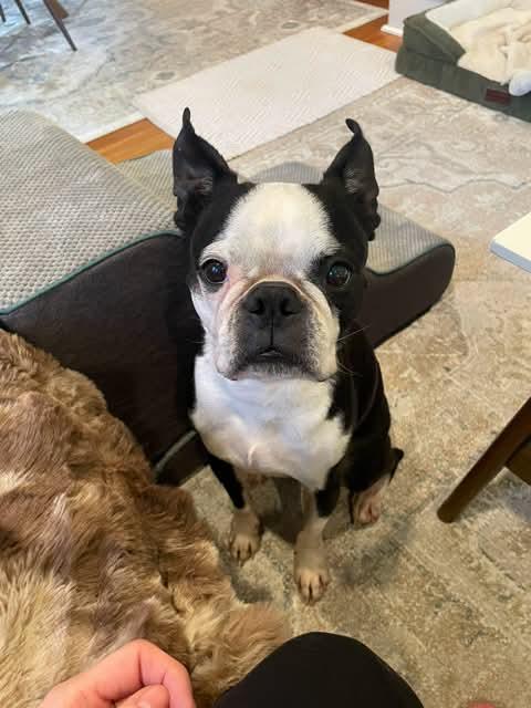 Jake, an adopted Boston Terrier in New York, NY image 2/3