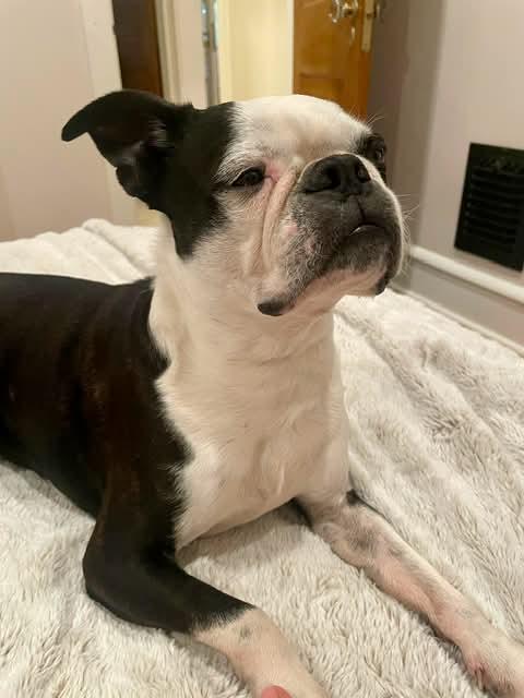 Jake, an adopted Boston Terrier in New York, NY image 3/3