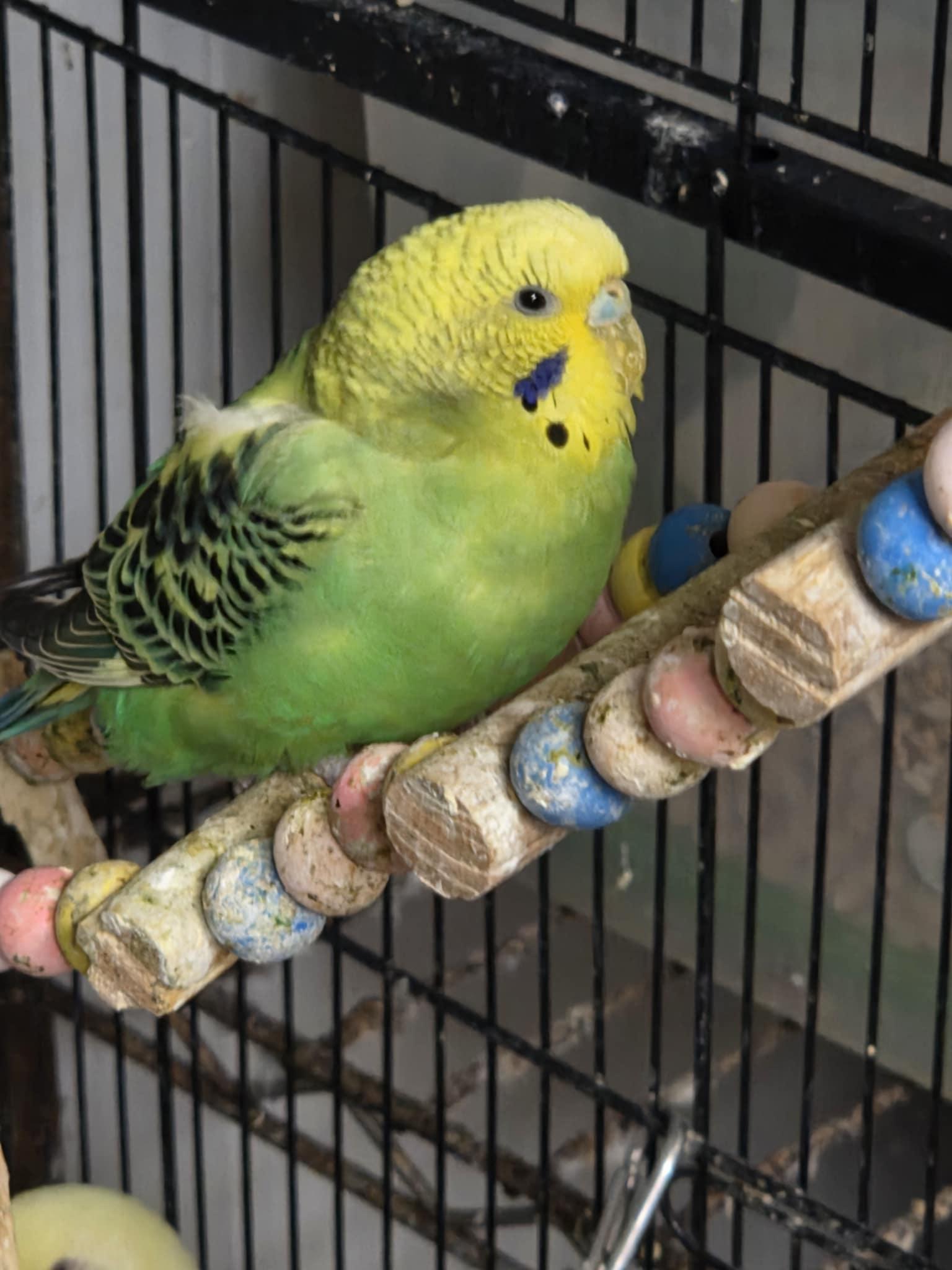 Hank, Adult Male unknown