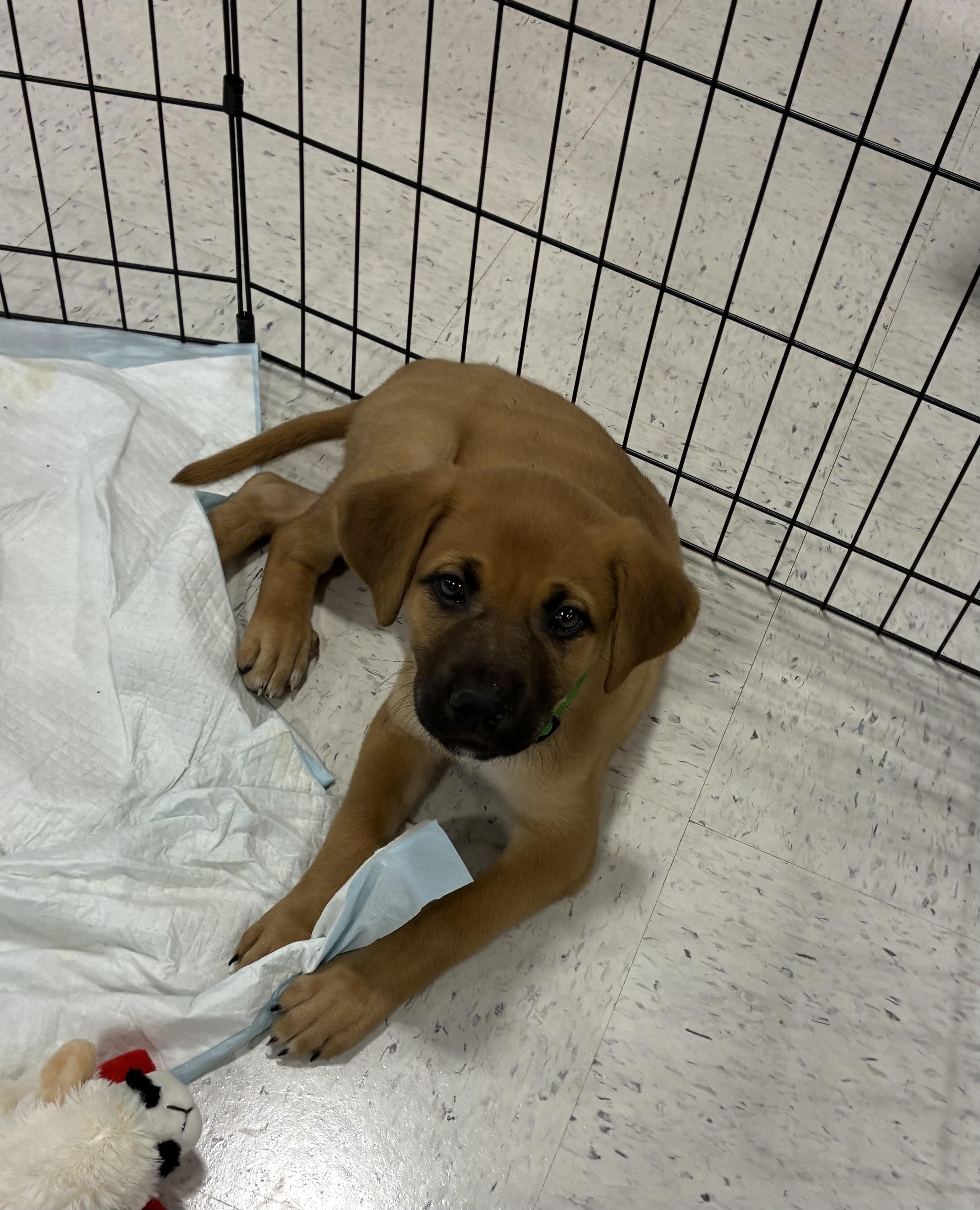 Enlarge Mike, an adopted mixed breed in Mobile, AL image 2/3