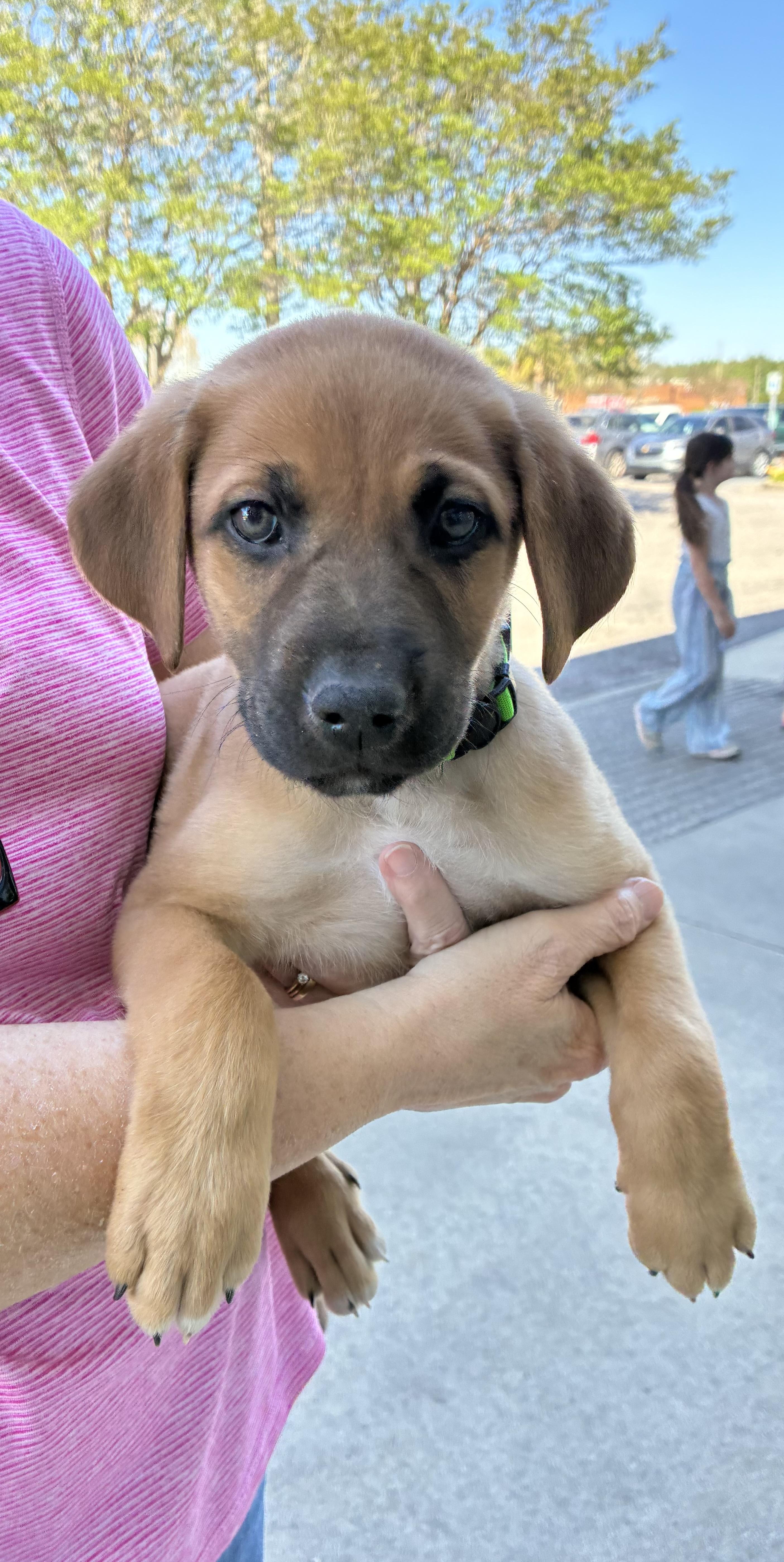 Mike, adopted, Puppy Male Belgian Shepherd / Malinois & Great Pyrenees.