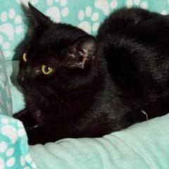 Enlarge Lancelot, a Adoptable Domestic Short Hair in Green Valley, AZ image 1/4