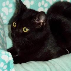 Enlarge Lancelot, a Adoptable Domestic Short Hair in Green Valley, AZ image 2/4