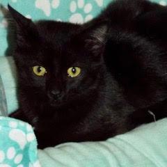 Enlarge Lancelot, a Adoptable Domestic Short Hair in Green Valley, AZ image 3/4