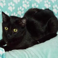 Enlarge Lancelot, a Adoptable Domestic Short Hair in Green Valley, AZ image 4/4