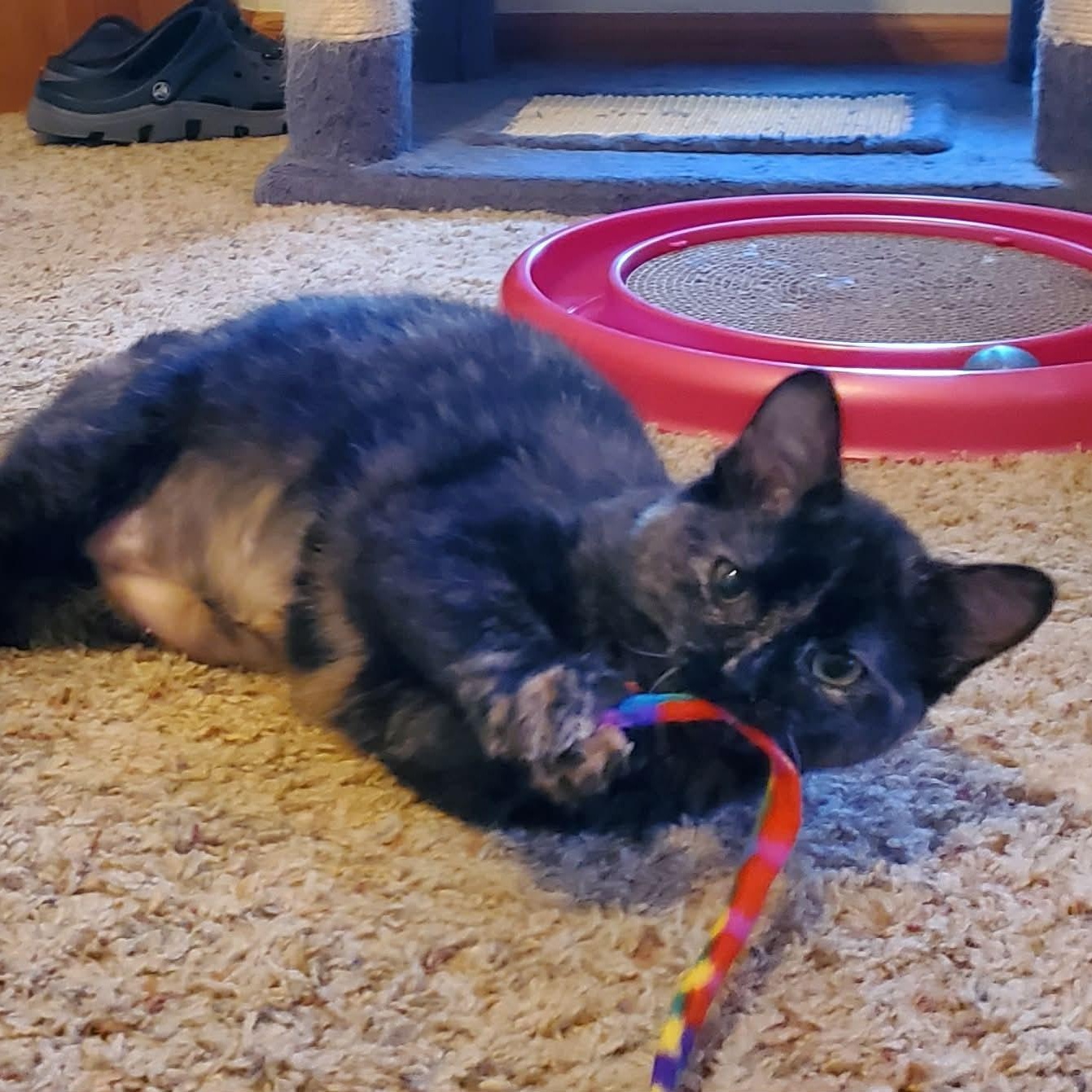 Enlarge Noel, an adopted Domestic Medium Hair in Sedalia, MO image 4/5