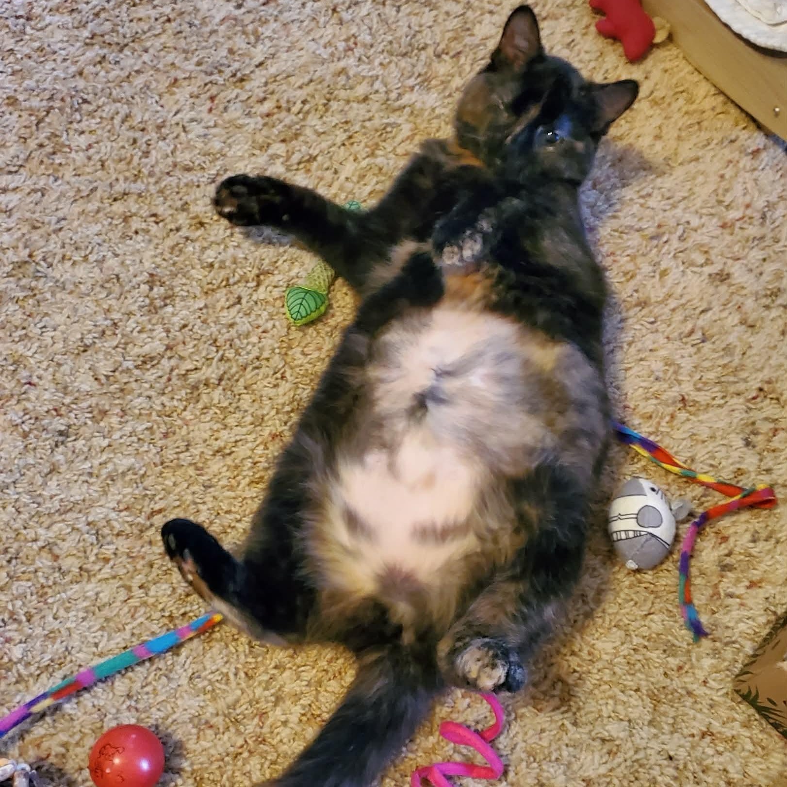 Enlarge Noel, an adopted Domestic Medium Hair in Sedalia, MO image 3/5