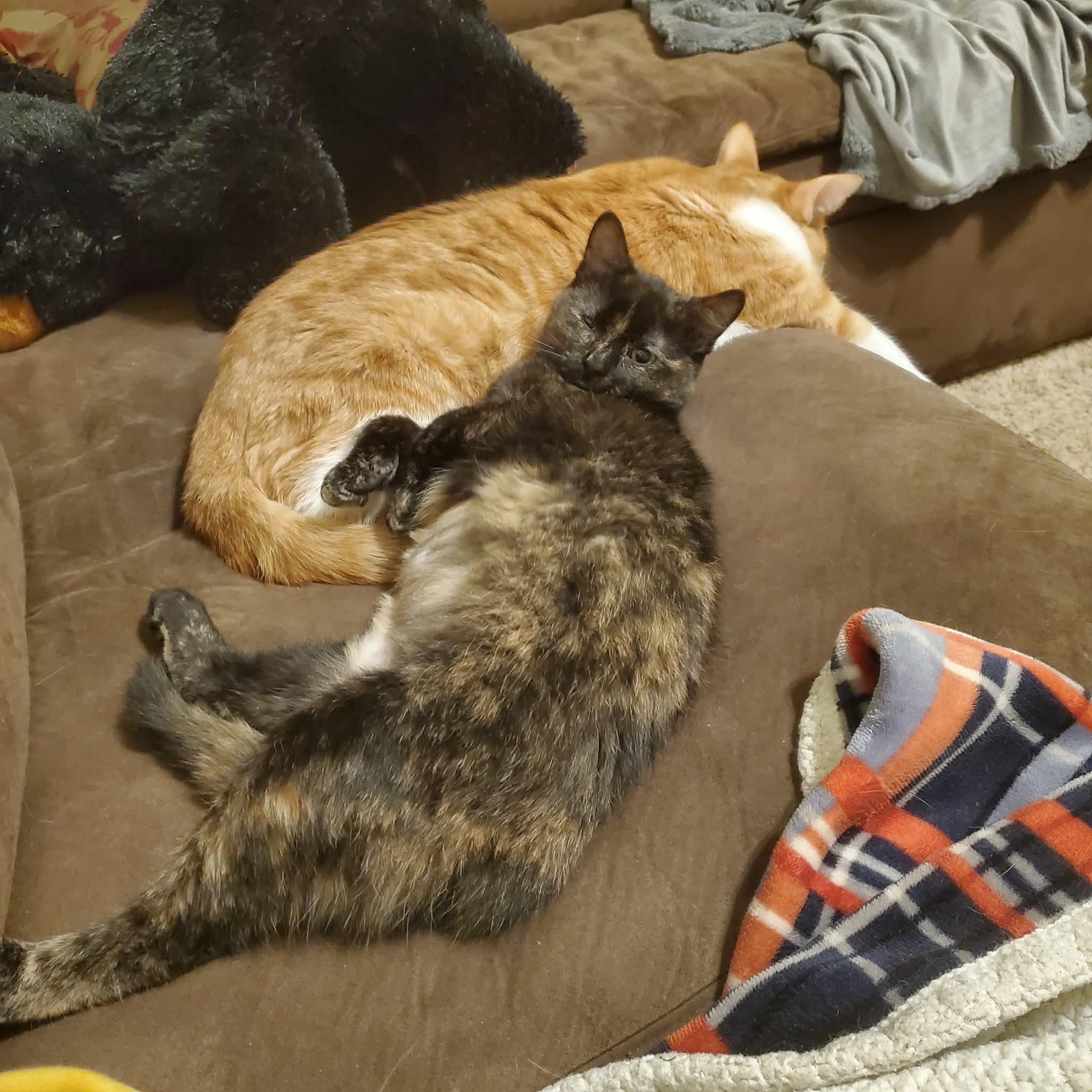 Enlarge Noel, an adopted Domestic Medium Hair in Sedalia, MO image 2/5