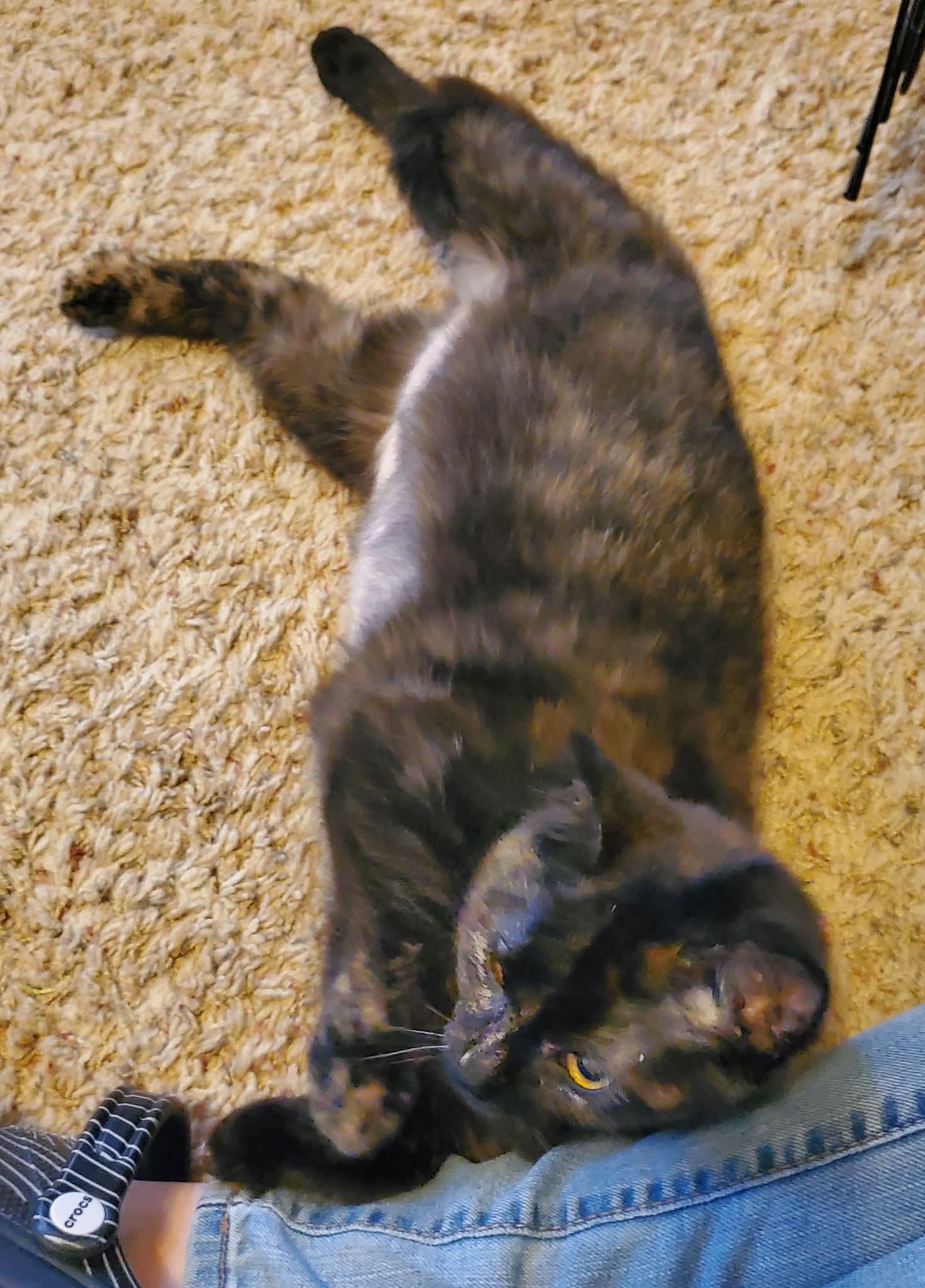 Enlarge Noel, an adopted Domestic Medium Hair in Sedalia, MO image 5/5