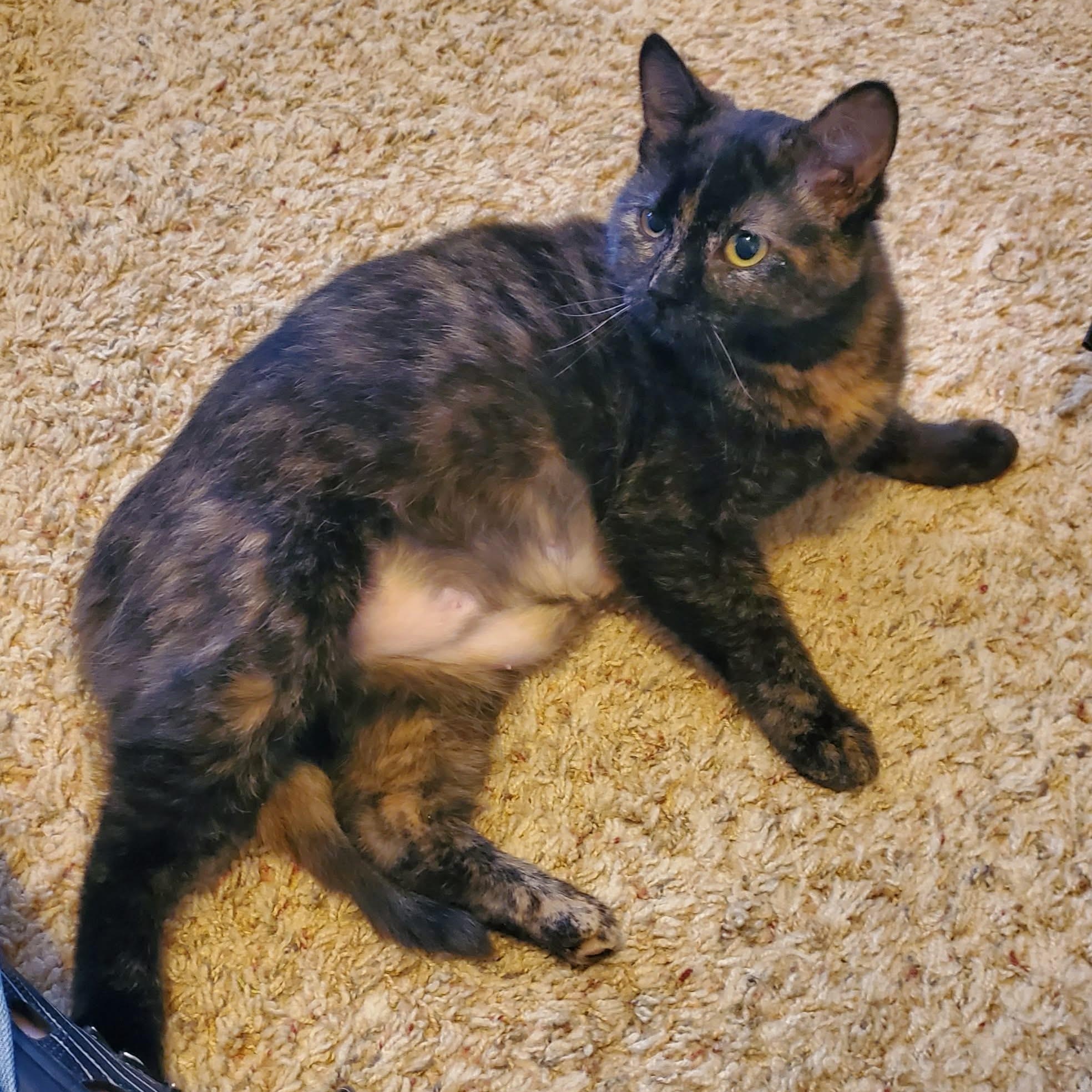 Enlarge Noel, an adopted Domestic Medium Hair in Sedalia, MO image 1/5