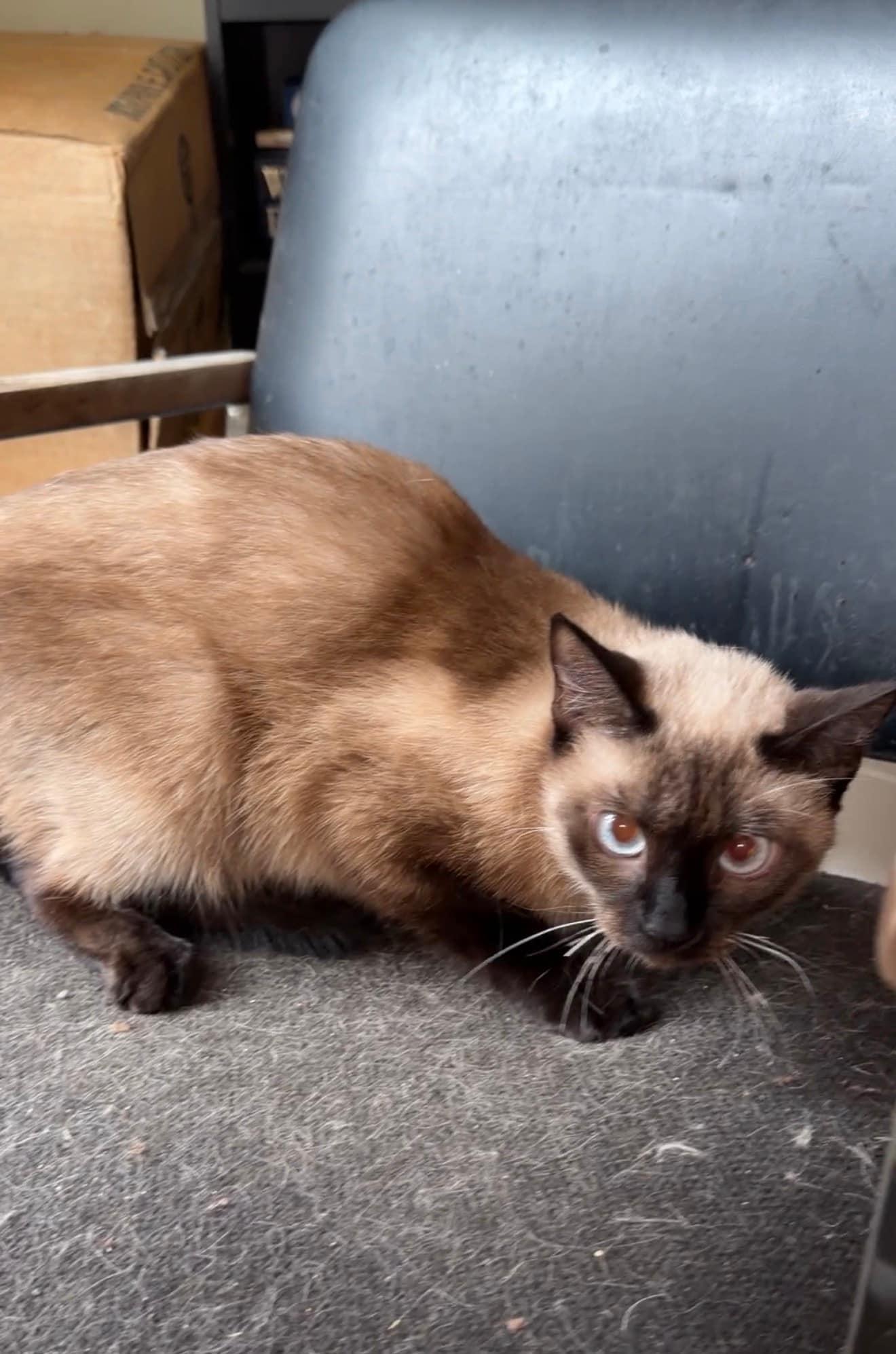 Fancy, Adoptable, Young Female Siamese.