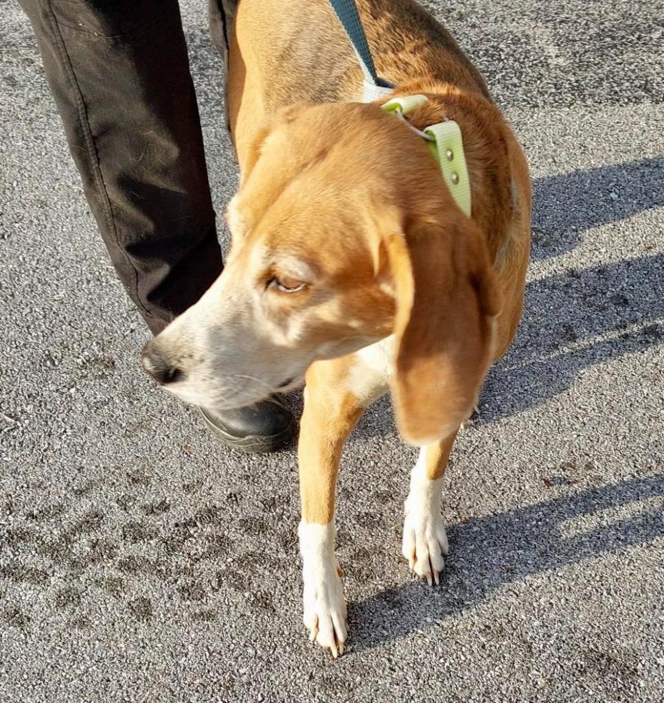 Ellie / AC 27579 C, Adoptable, Senior Female Foxhound.