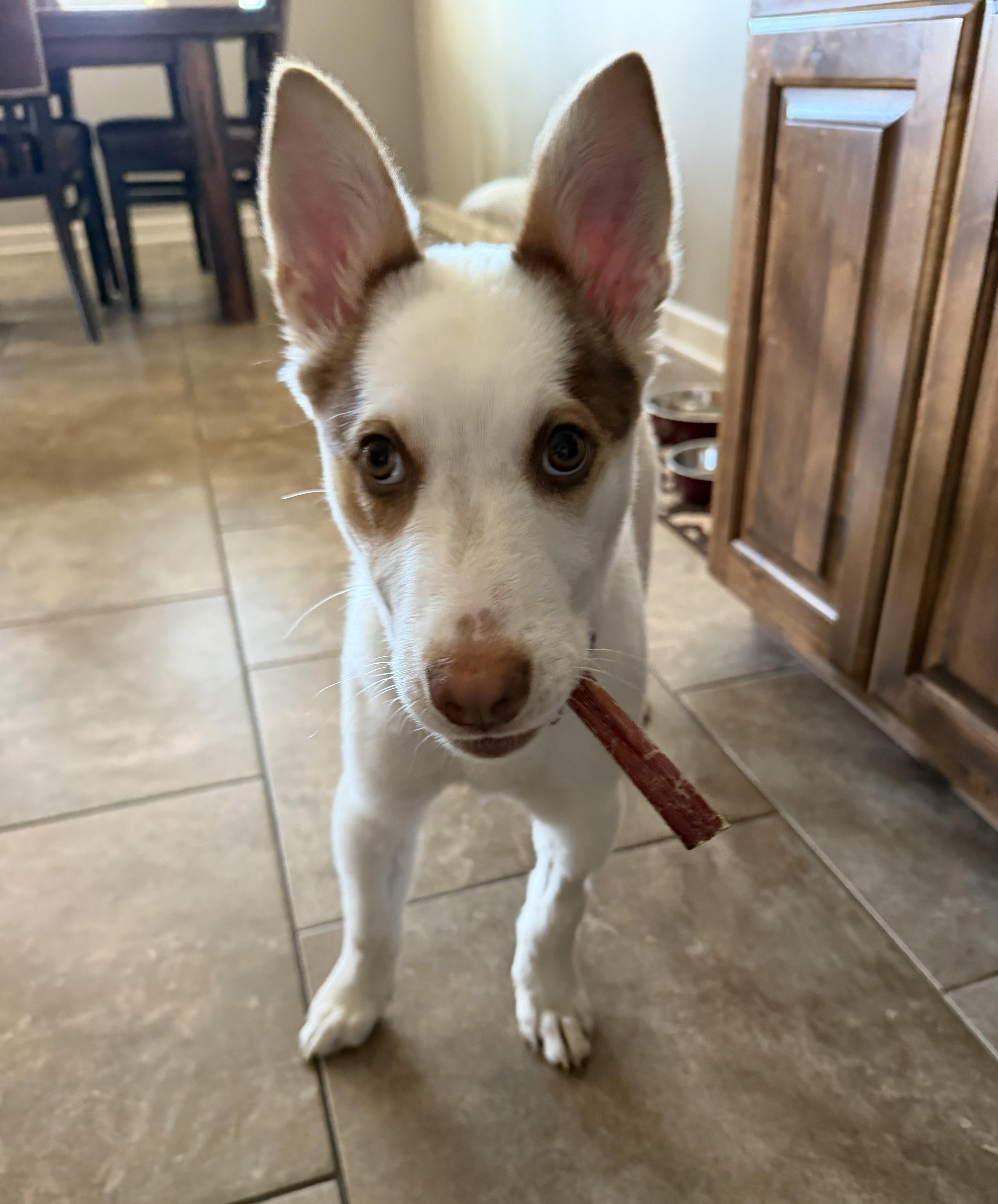 Asher, ADOPTABLE, Puppy Male Australian Cattle Dog / Blue Heeler.