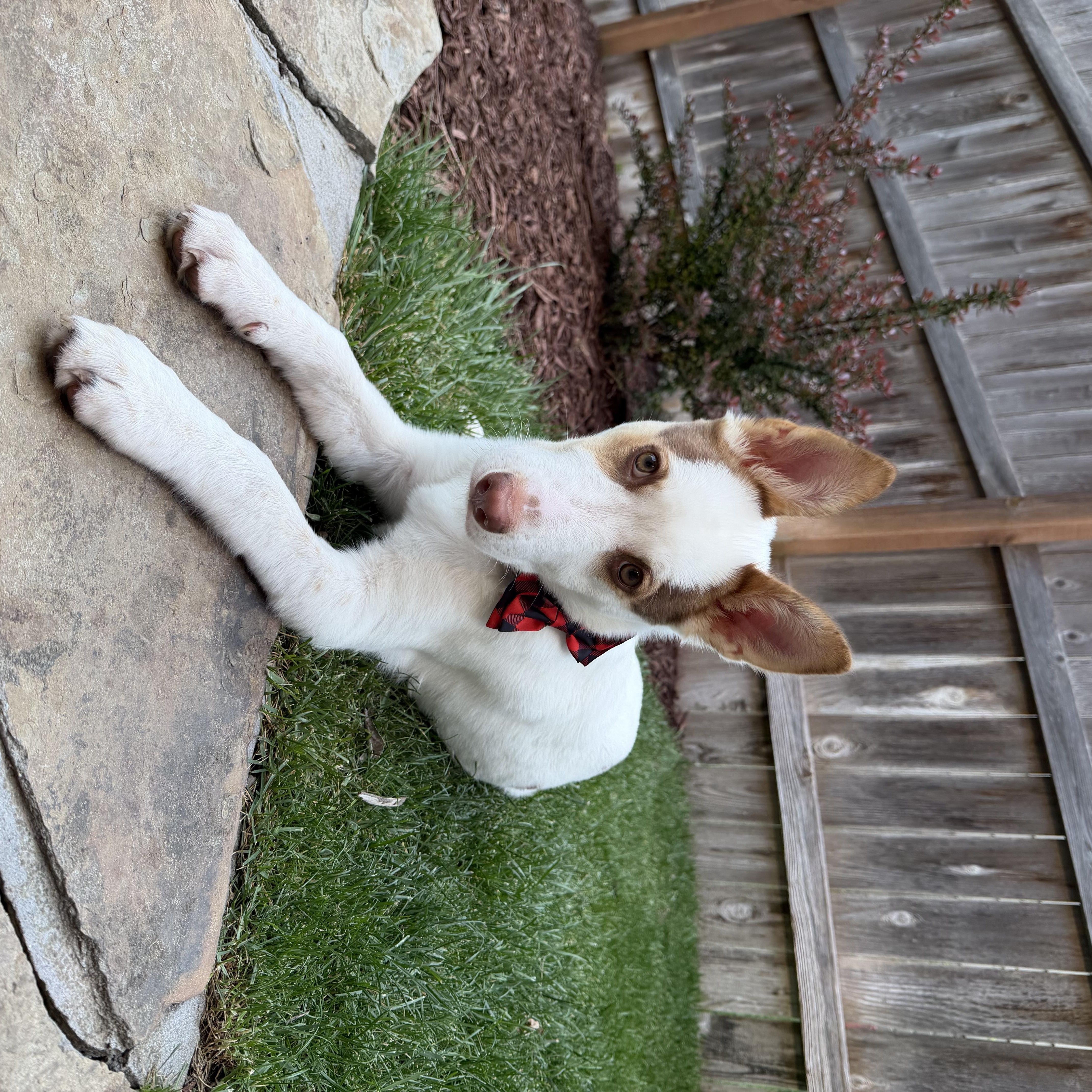 Asher, a ADOPTABLE mixed breed in Lincoln, NE image 3/3