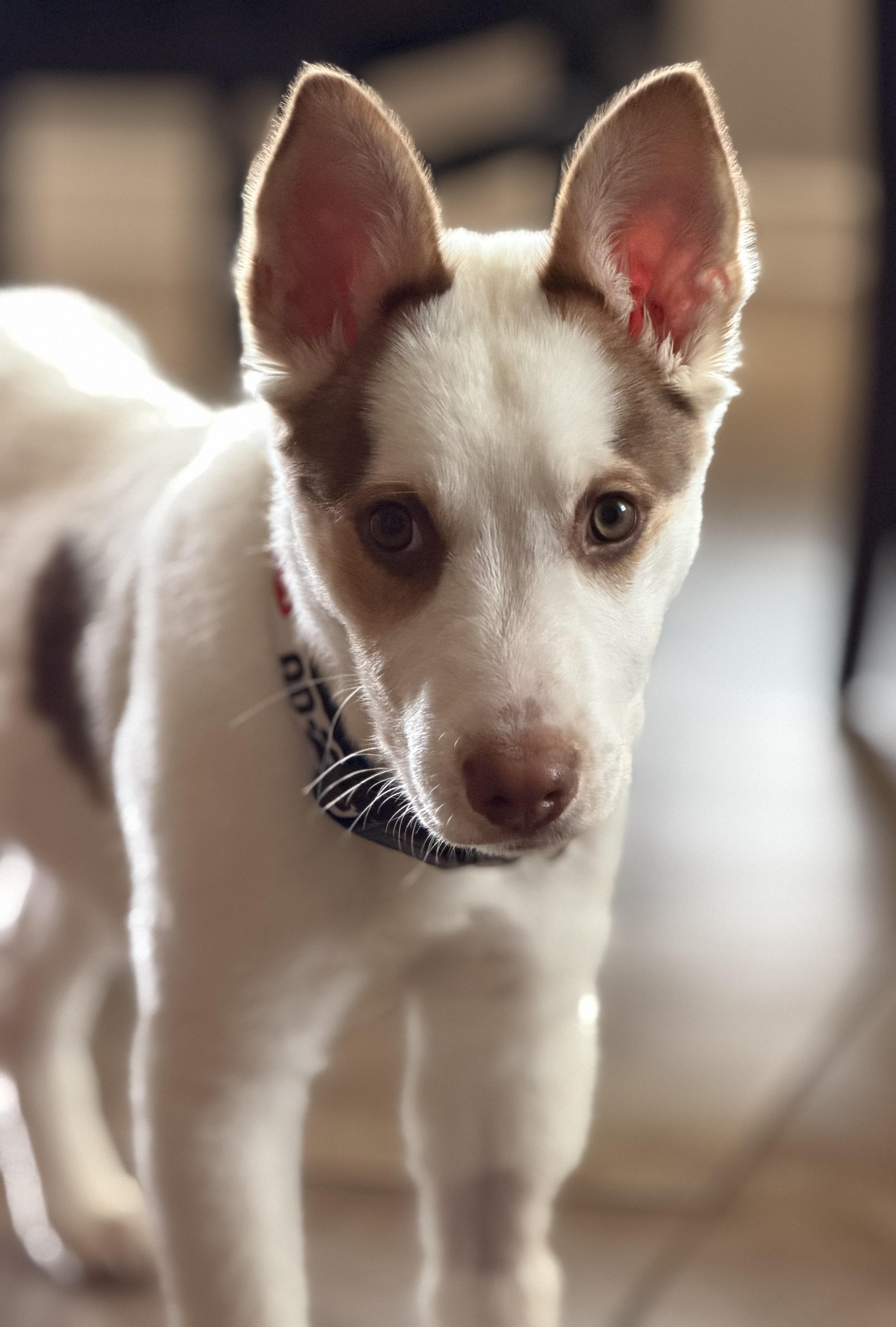 Asher, a ADOPTABLE mixed breed in Lincoln, NE image 2/3