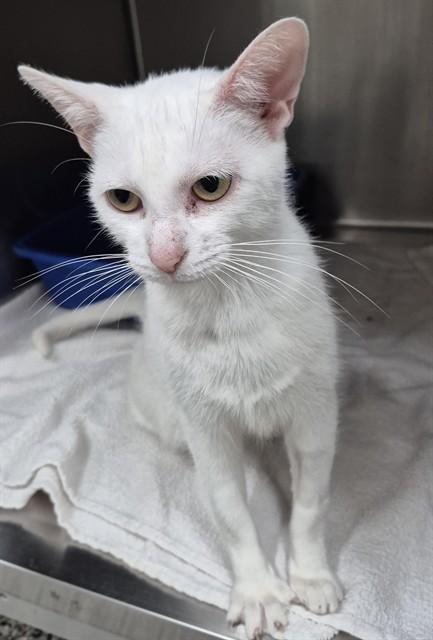 Enlarge CASHEW, a Adoptable Domestic Short Hair in Vaughan, ON image 1/1