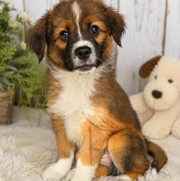 Zeus, Adopted, Puppy Male Australian Shepherd.