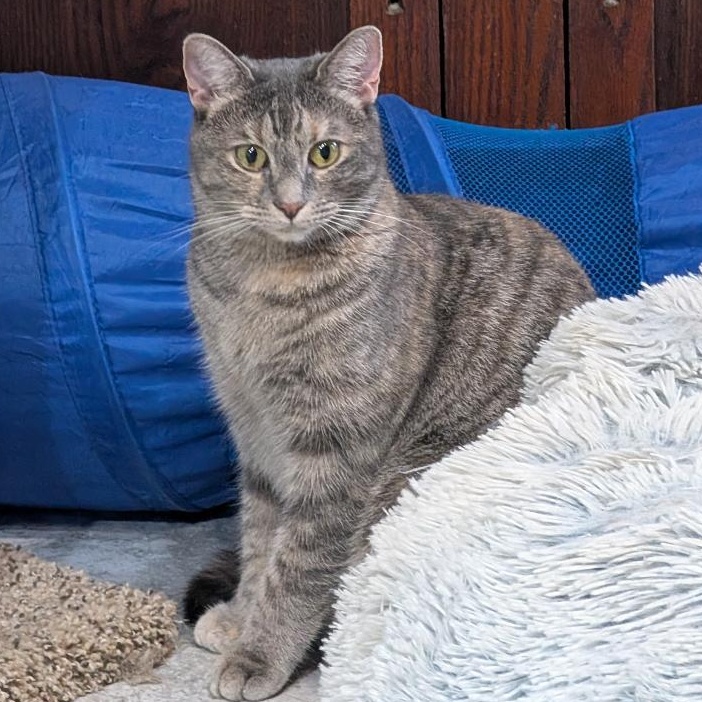 Enlarge Sue, a Adoptable Domestic Short Hair in Reisterstown, MD image 1/4