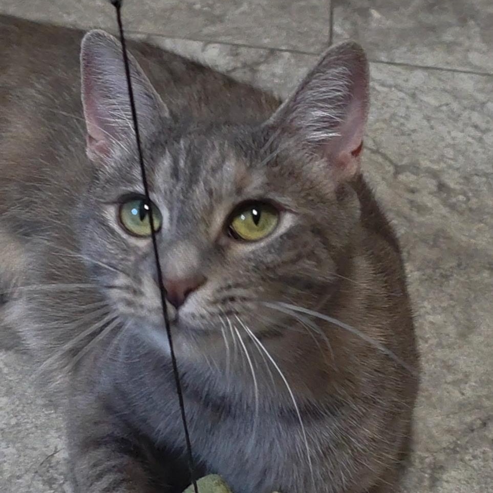 Sue, ADOPTABLE, Young Female Domestic Short Hair.