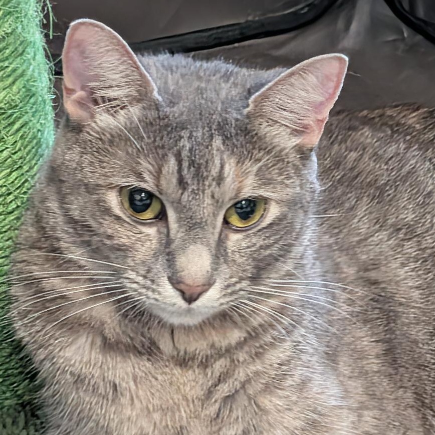 Enlarge Sue, a ADOPTABLE Domestic Short Hair in Reisterstown, MD image 1/3