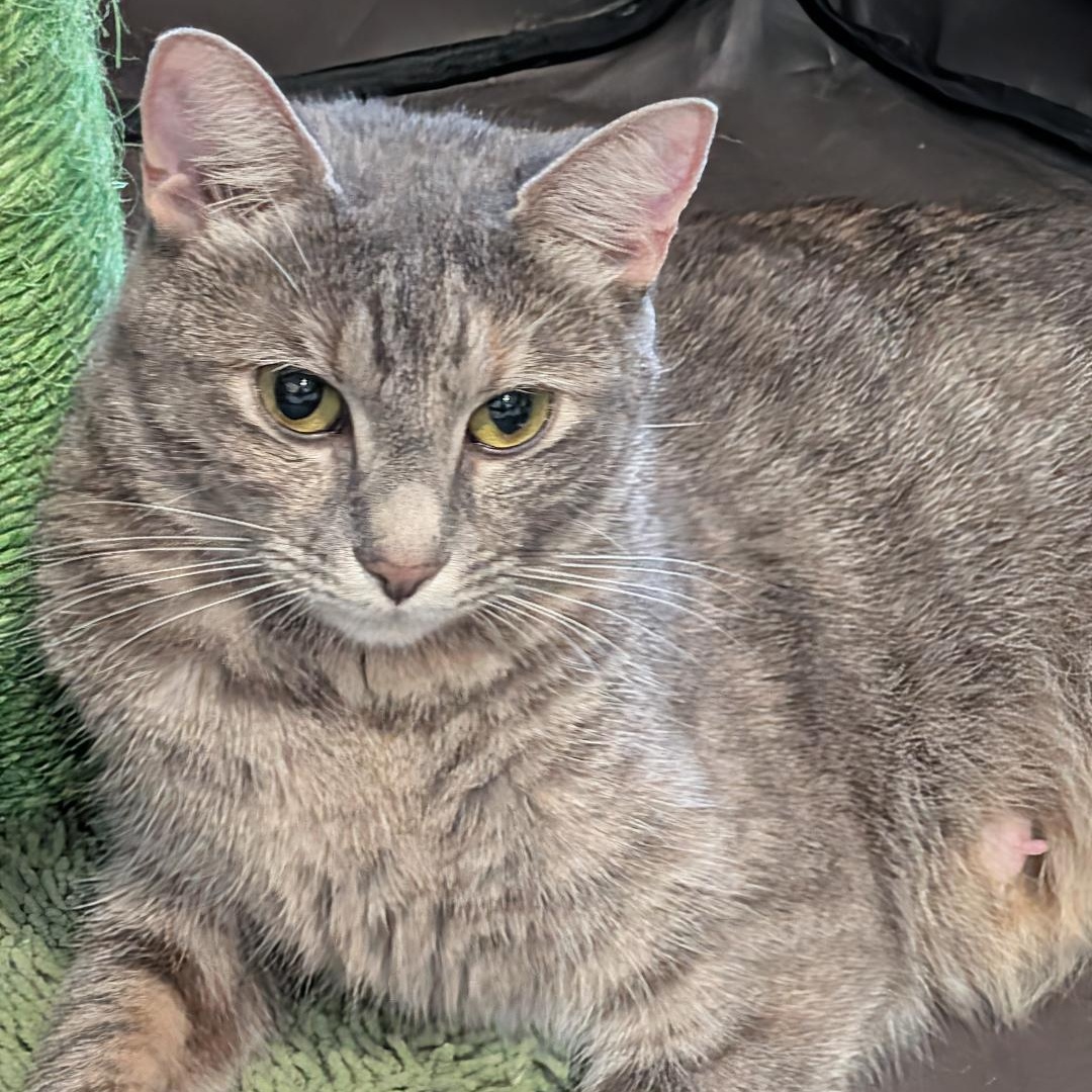 Enlarge Sue, a ADOPTABLE Domestic Short Hair in Reisterstown, MD image 3/3