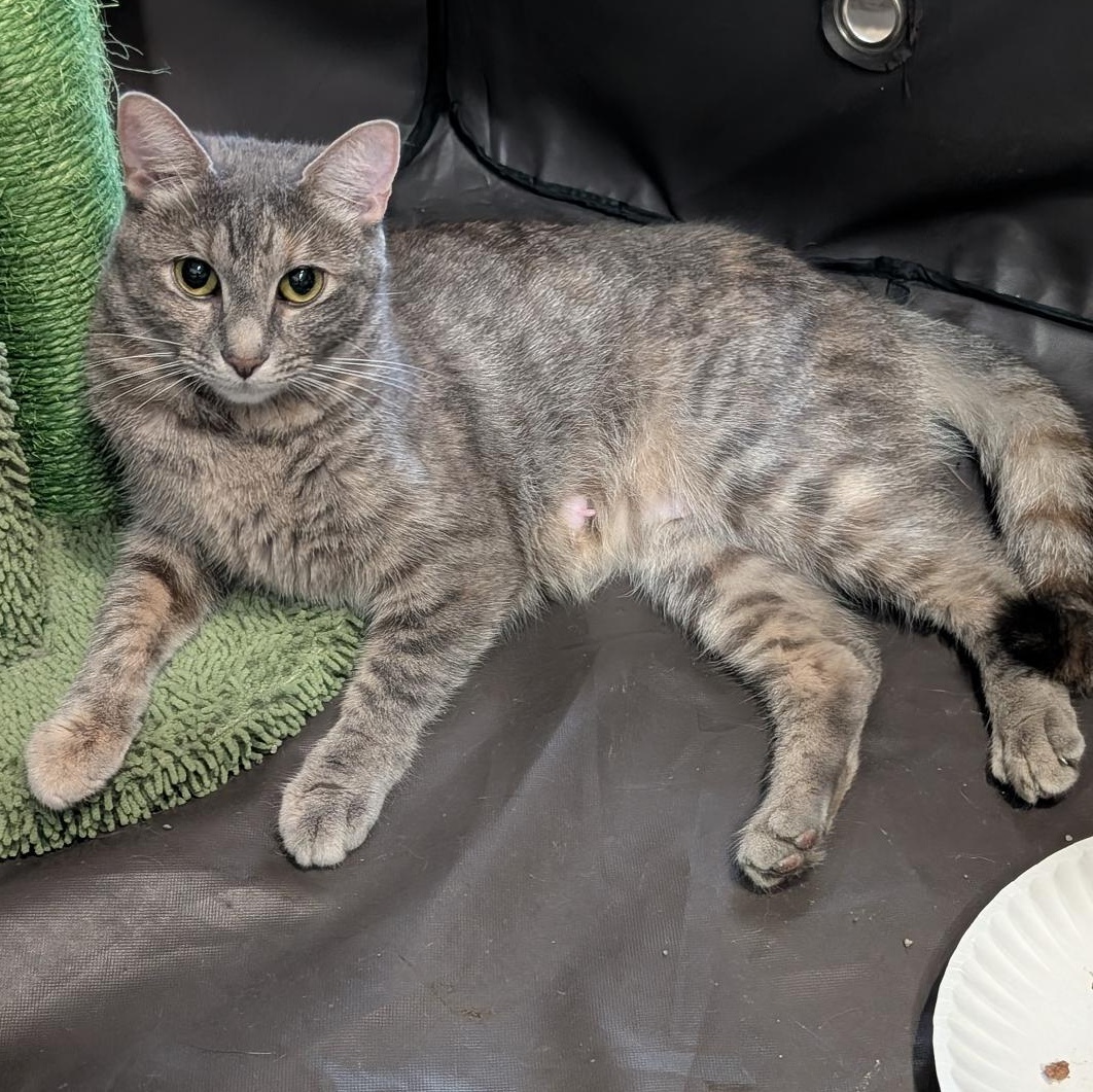 Enlarge Sue, a ADOPTABLE Domestic Short Hair in Reisterstown, MD image 2/3