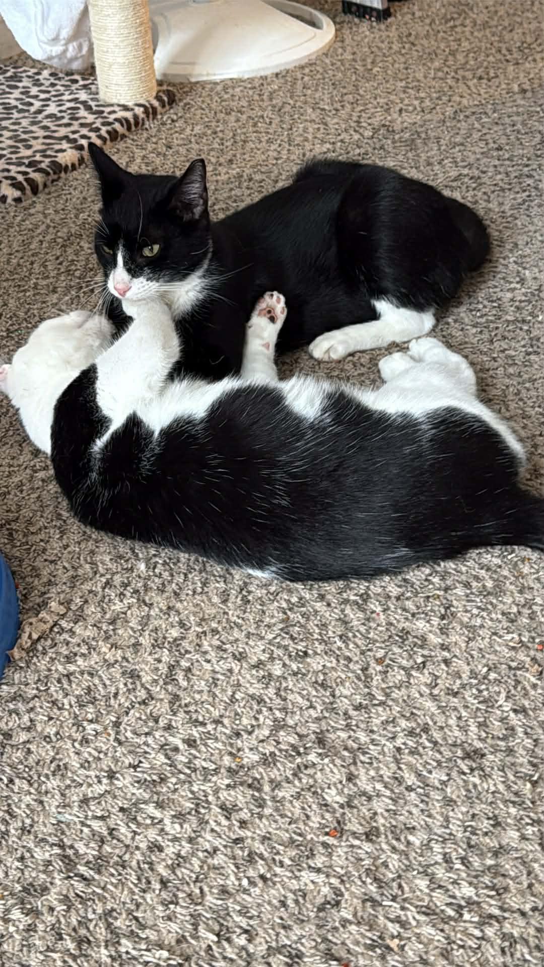 Spritz and Cutie, a Adoptable mixed breed in Charlotte, NC image 1/4