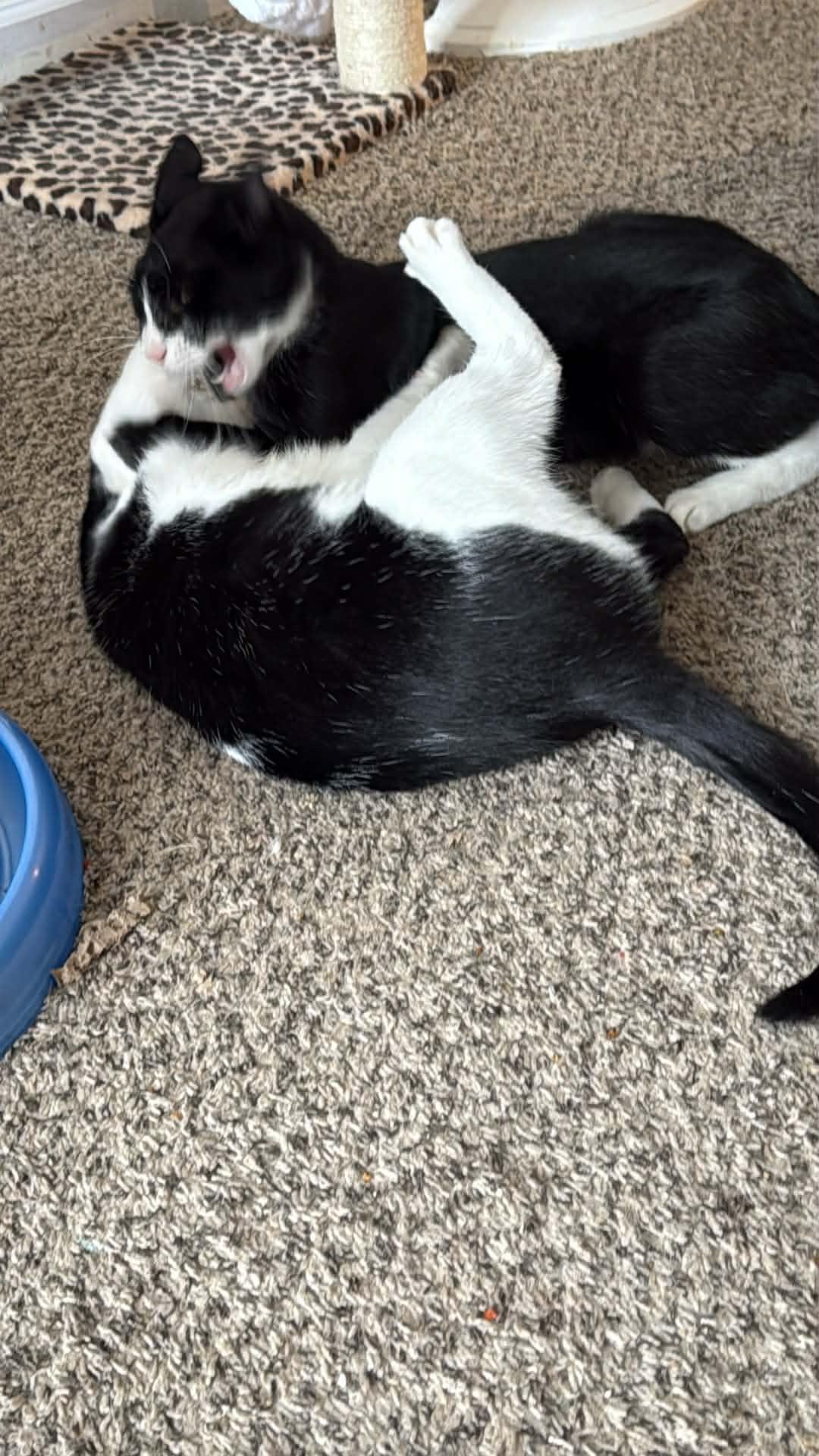 Spritz and Cutie, a Adoptable mixed breed in Charlotte, NC image 3/4