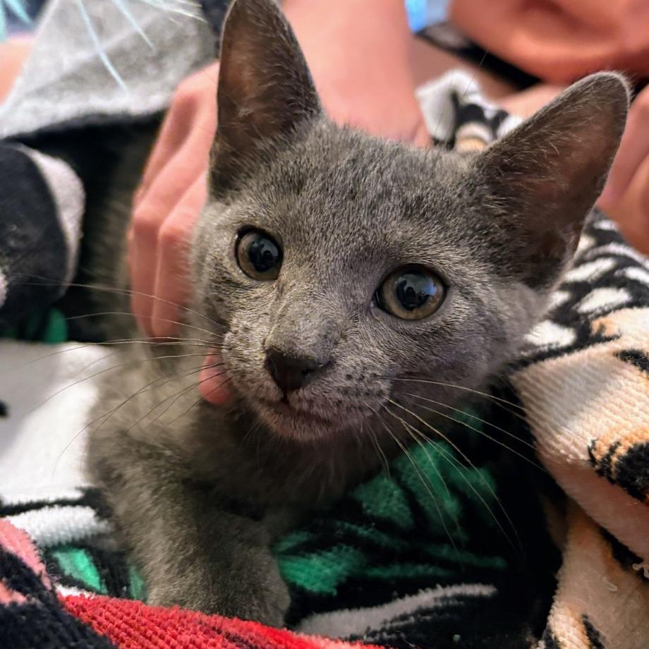 Enlarge Little Tyke, a Adoptable Domestic Short Hair in Boerne, TX image 1/2