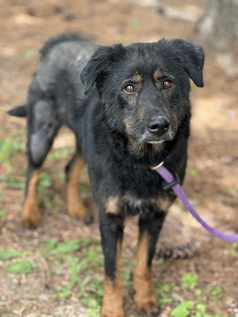 Lucky, an adoptable Beauceron, Mixed Breed in Springfield, IL, 62703 | Photo Image 3