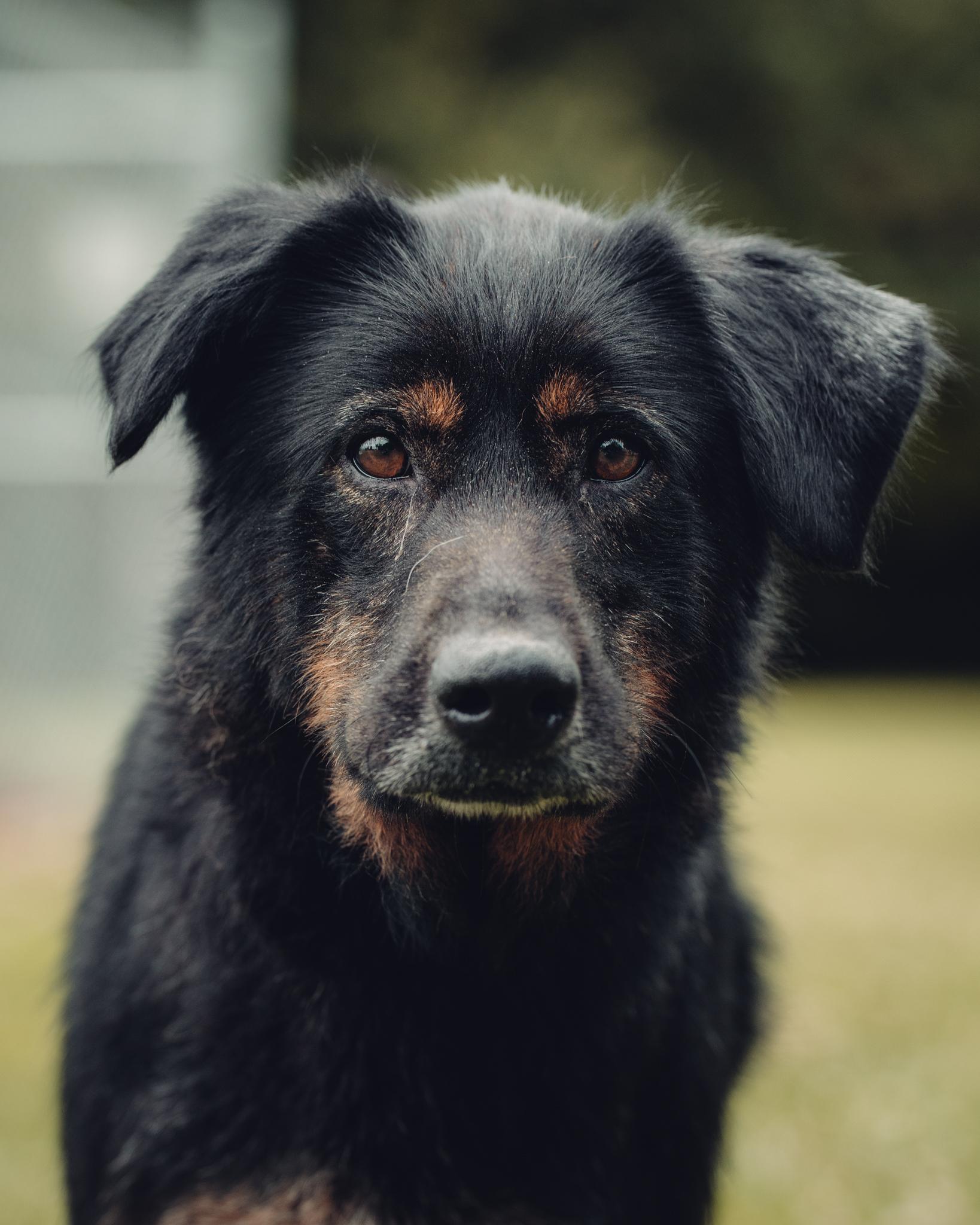 Lucky, an adoptable Beauceron, Mixed Breed in Springfield, IL, 62703 | Photo Image 1