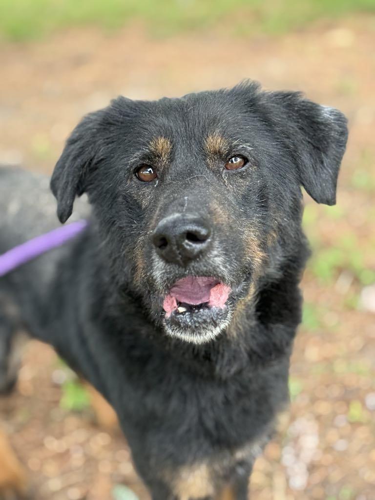 Lucky, an adoptable Beauceron, Mixed Breed in Springfield, IL, 62703 | Photo Image 4