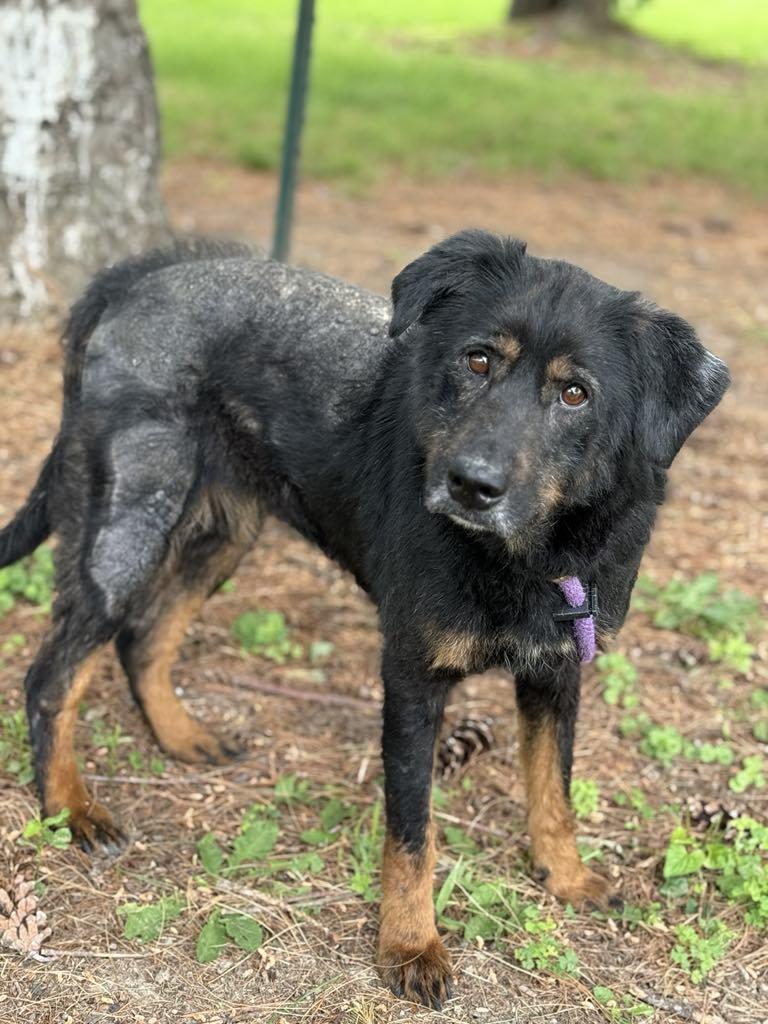 Lucky, an adoptable Beauceron, Mixed Breed in Springfield, IL, 62703 | Photo Image 5