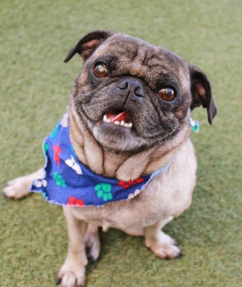 Brunson, a Adoptable Pug in Pelham, MA image 1/3