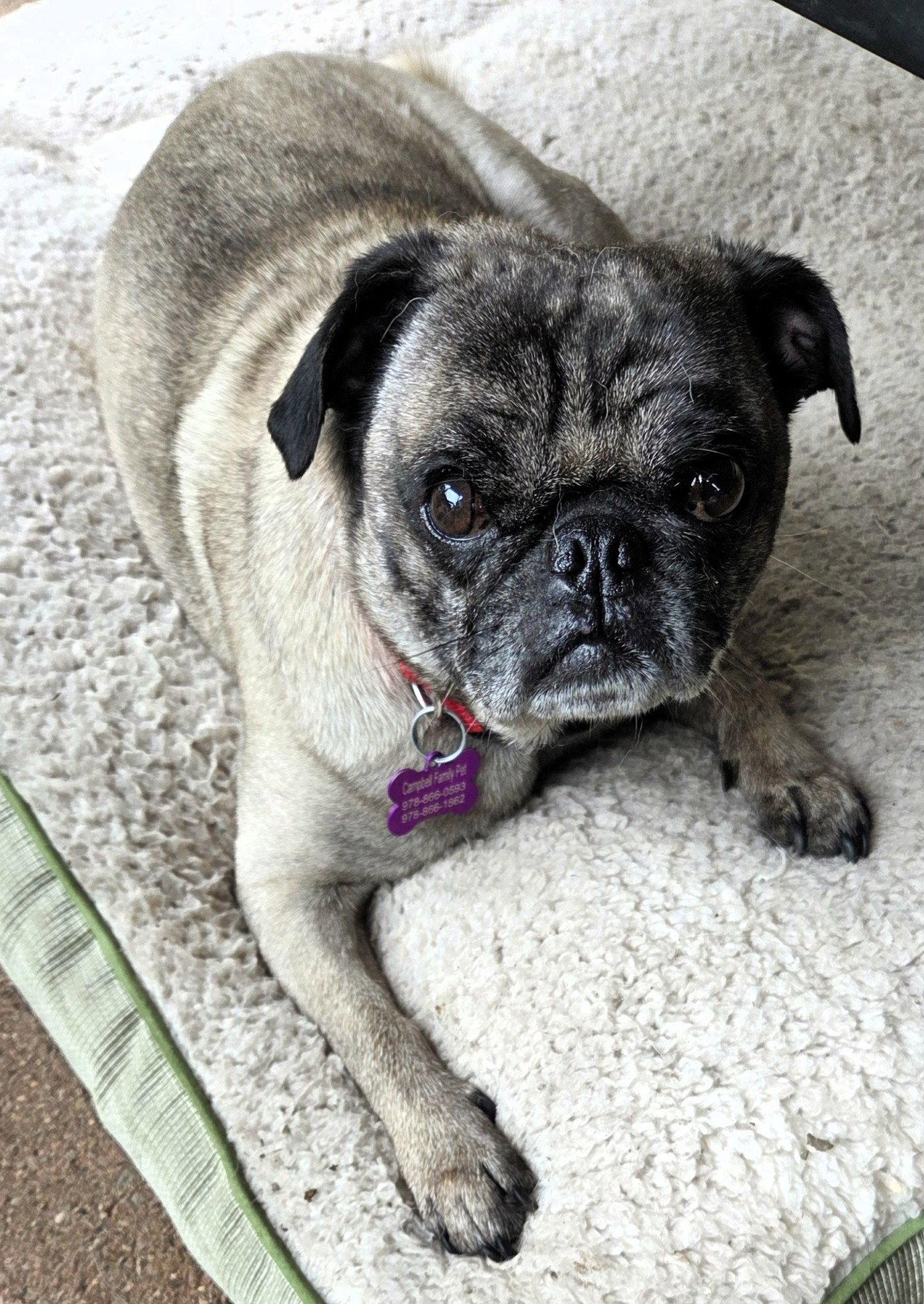 Brunson, a Adoptable Pug in Pelham, MA image 2/3