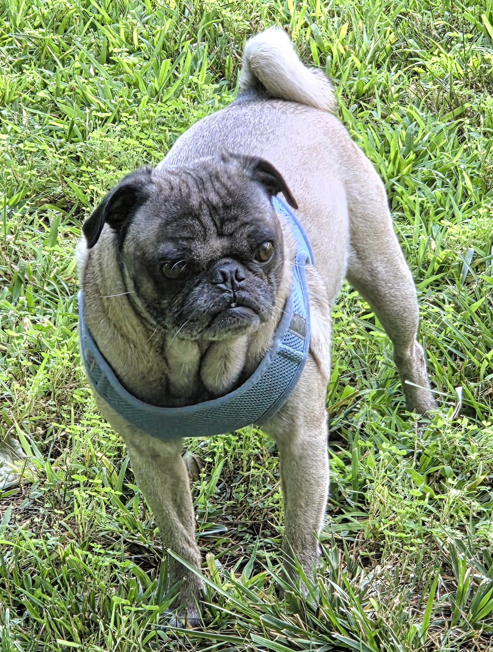 Brunson, a Adoptable Pug in Pelham, MA image 3/3