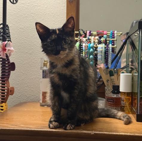 Phee, adopted, Kitten Female Domestic Short Hair.