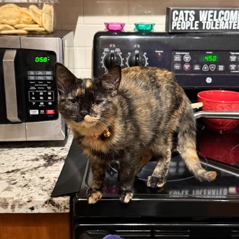 Enlarge Phee, an adopted Domestic Short Hair in Everett, WA image 2/2