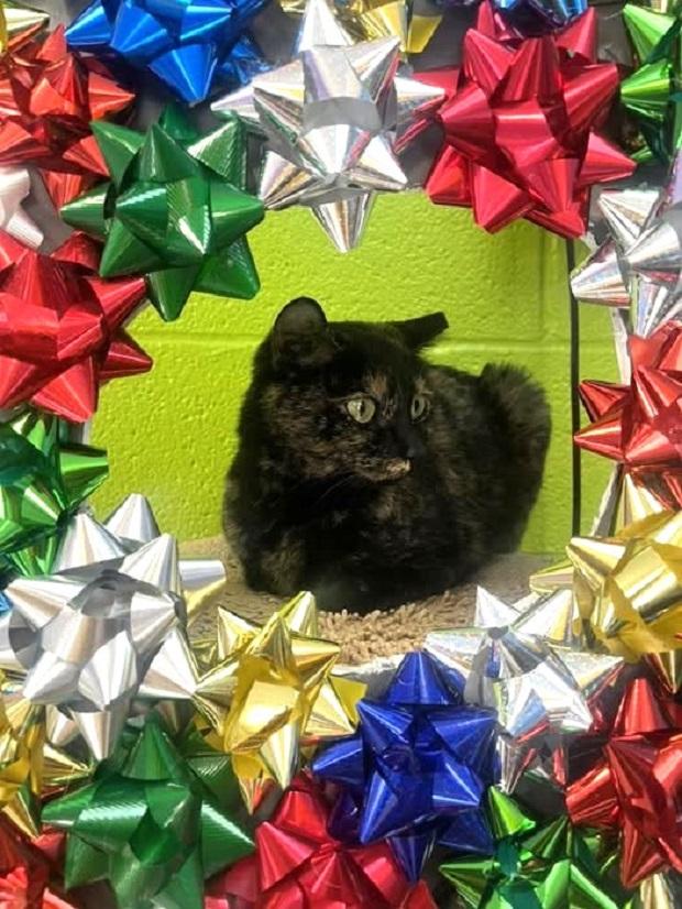 CAMILLE, ADOPTABLE, Young Female Tortoiseshell.